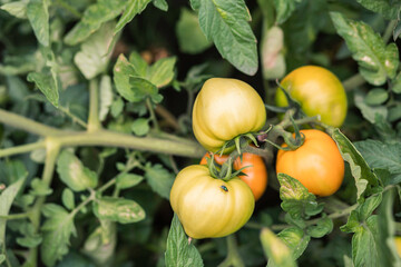 fly on tomatoes in the garden. Eco-friendly product without pesticides