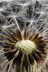 Dandelion clock, close up, showing how the seeds connect to the seed head.