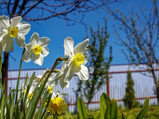 Obraz premium daffodils in the garden on a sunny day