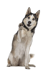Beautiful young adult Husky dog, sitting facing front with one paw high up / hogh five. Looking towards camera with light blue eyes. Mouth open. Isolated cutout on transparent background. © Nynke