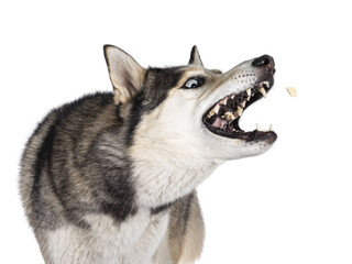 Head shot of beautiful young adult Husky dog, catching treat out of air. Mouth wide open showing teeth. Isolated cutout on transparent background.