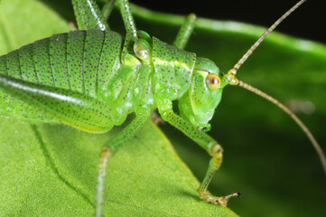 Speckled bush Cricket (Leptophyes puctatissima) on leaf