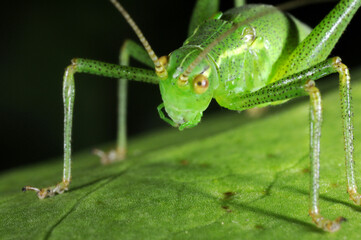 Speckled bush Cricket (Leptophyes puctatissima) on leaf