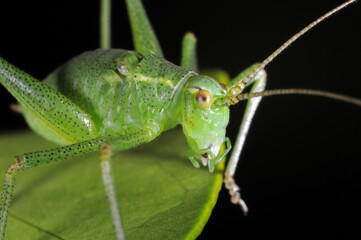 Speckled bush Cricket (Leptophyes puctatissima) on leaf