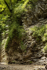 Wall of layered rocks with bizarre wavy curved pattern in canyon overgrown green lush plants, moss, branches of trees and creek in sunbeams in summer sunny day, texture, background, detail, vertical.