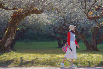 A woman wearing a red top and straw hat is happy with nature's beautiful Chinese plum Trees, Japanese apricot, Prunus mume, Rosaceae,  Japanese Bayberry, and Myrica Rubra in Thailand.