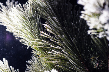frozen needles of fir tree in colorful light - 561770834