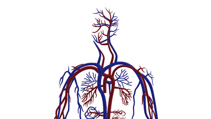 3D rendered blood vessel system in the head of a human anatomy illustration transparent background