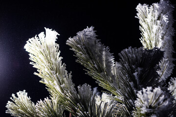 frozen needles of fir tree in colorful light - 561770880