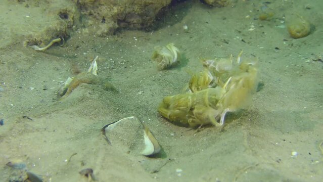 Mediterranean mud shrimp or burrowing shrimp (Upogebia pusilla): their presence in the biocenosis is indicated only by their old empty shells after molting, which can be seen on the seabed.