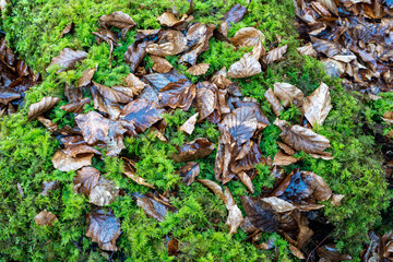 Herbstlaub im grünen Moos