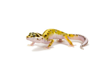 Leopard gecko white background