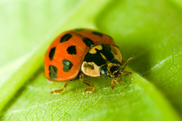 Close up of the Harlequin ladybird Harmonia axyridis in a garden in the UK