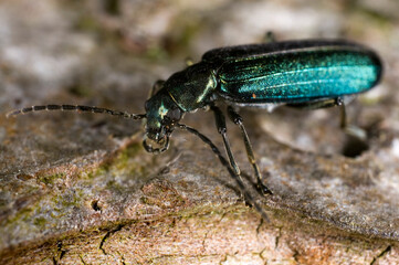 Extreme close up of the pollen-feeding beetle Oedemera nobilis.  Female, on apple tree bark.