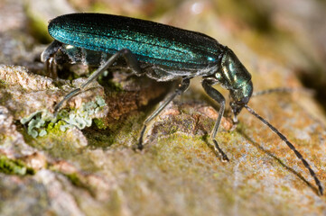 Extreme close up of the pollen-feeding beetle Oedemera nobilis.  Female, on apple tree bark.
