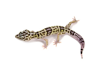 Iranian Fat-Tailed Gecko white background
