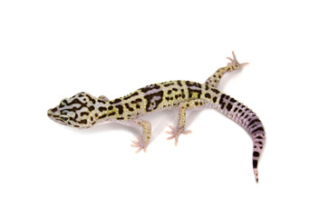 Naklejka premium Iranian Fat-Tailed Gecko white background 