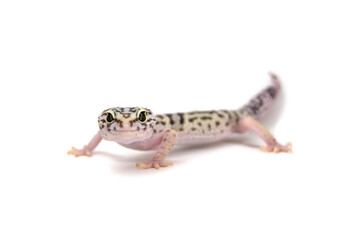 Iranian Fat-Tailed Gecko white background

