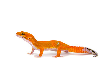 Leopard gecko white background
