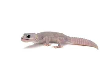 Leopard gecko white background
