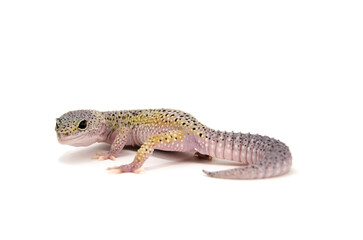 Leopard gecko white background

