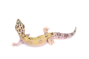 Leopard gecko white background

