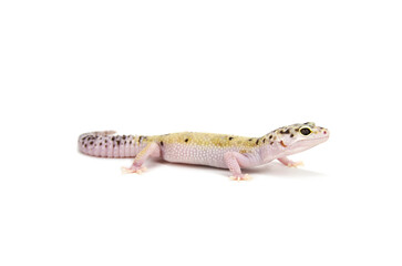 Leopard gecko white background
