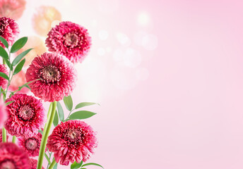 Pretty floral background with gerber flowers and green leaves at pink background with bokeh, border