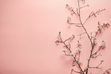 Beautiful springtime cherry blossom branches at pastel pink background