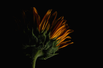 Fototapeta na wymiar Sunflower on a black background