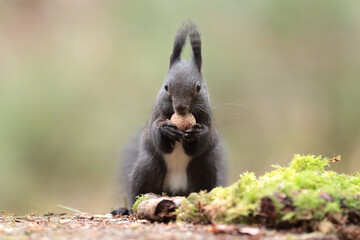 Eichhörnchen im Wald