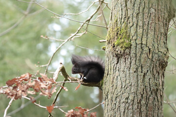 Eichhörnchen im Wald © MerkAngela.WH