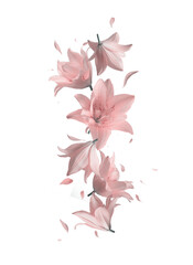 Isolated of falling pink lilies flowers bloom with flying petals, vertical border on transparent background