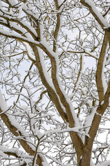Snow covered walnut tree branches