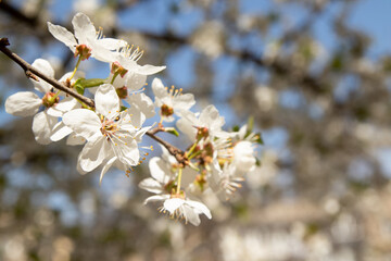 Spring bloom white flowers. Cherry blossom twigs