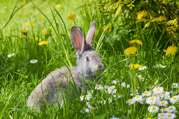bunny in the grass with daisies,Bunny rabbit on the grass and in dandelion and chamomile flowers