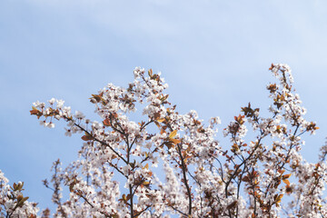 Spring bloom white flowers. Cherry blossom twigs on blue sky background