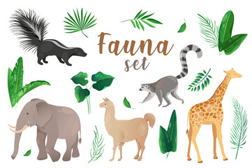 Fauna in cartoon style set isolated elements. Bundle of exotic animals like skunk, elephant, llama, alpaca, giraffe, ring tailed lemur with green palms leaves. Illustration in flat design © DesignSells