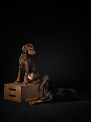 two doberman puppies are sitting on a box. Dog on a black background in studio