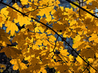 Autumn leaves in forest