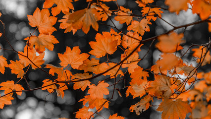 autumn leaves on the tree