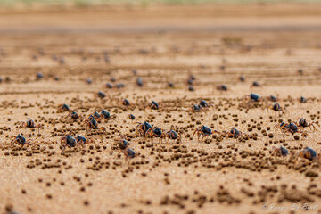 Soldier crabs running on the beach
