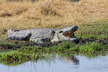 Crocodile