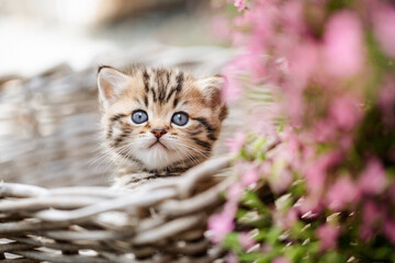 Obraz premium Katze im Frühling, Viva Mangenta