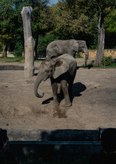 Elephants in captivity in city zoo