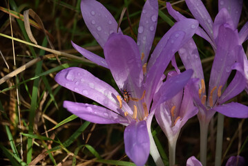 autumn crocus with morning dew and wingless blacksmith