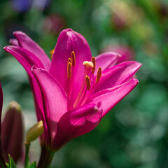 Fototapeta na wymiar Blooming tender Lily flower grows in a flower bed.