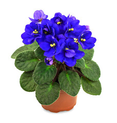 Isolated violet flower. Beautiful indoor plant
