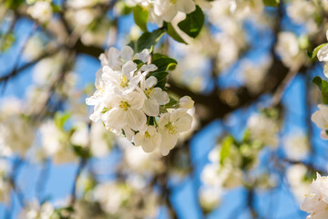 Fresh beautiful flowers of the apple tree blooming in the spring