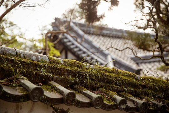 Moss covered roof